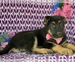 Small Photo #4 German Shepherd Dog Puppy For Sale in CHRISTIANA, PA, USA