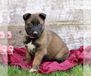 Belgian Malinois Puppy for sale in RONKS, PA, USA