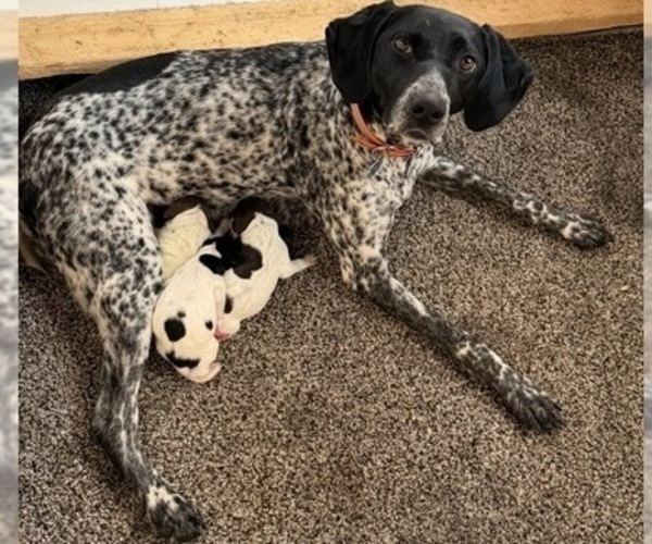 Medium Photo #4 German Shorthaired Pointer Puppy For Sale in WOODSTOCK, CT, USA