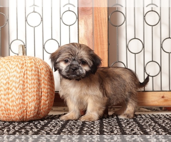 Medium Photo #2 Shih Tzu Puppy For Sale in NAPLES, FL, USA