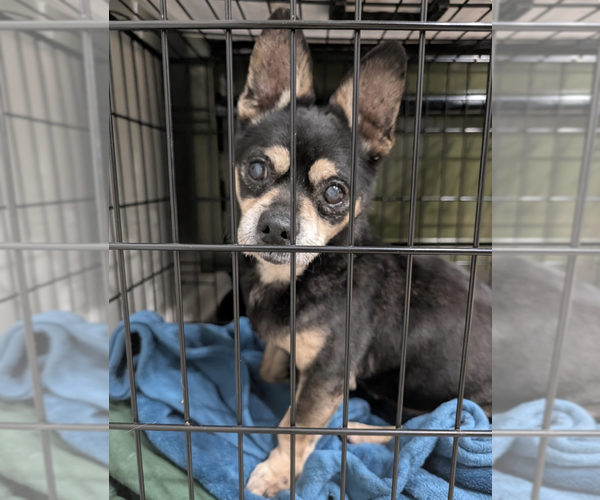 Medium Photo #3 Chihuahua-Unknown Mix Puppy For Sale in Plainfield, IL, USA