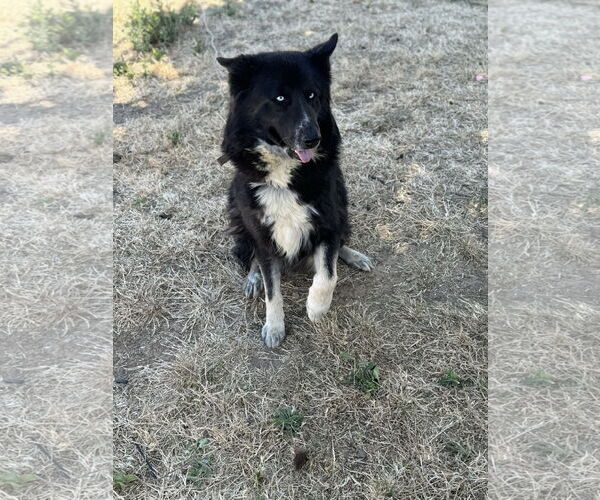 Medium Photo #1 German Shepherd Dog-Huskies  Mix Puppy For Sale in Woodland, CA, USA