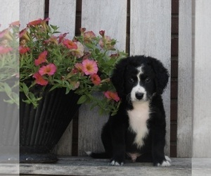 Bernedoodle (Miniature) Puppy for sale in FREDERICKSBURG, OH, USA