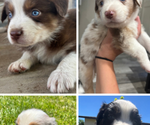 Australian Shepherd Puppy for sale in YUCAIPA, CA, USA