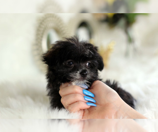 Medium Photo #1 Havashire Puppy For Sale in HOUSTON, TX, USA