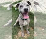 Small #1 Mutt