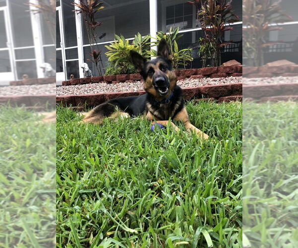 Medium Photo #9 German Shepherd Dog Puppy For Sale in West Palm Beach, FL, USA