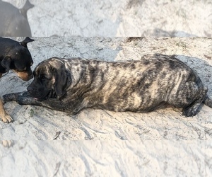Mother of the Mastiff puppies born on 04/01/2026