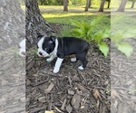 Small #3 Boston Terrier
