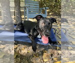 Small #2 Labrador Retriever Mix