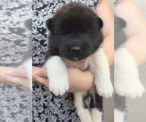 Akita Puppy for sale in GARDEN GROVE, CA, USA