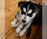Small Photo #35 Siberian Husky Puppy For Sale in WASHBURN, WI, USA