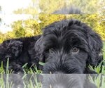 Small Photo #6 Portuguese Water Dog Puppy For Sale in CALLAHAN, FL, USA