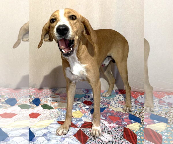 Medium Photo #2 Mountain Cur-Unknown Mix Puppy For Sale in Wetumpka, AL, USA