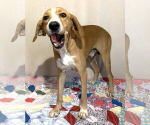 261392  Coosa - Male Mountain Cur-Unknown Mix Dog for Adoption - Photo #2