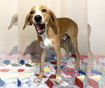 Small #1 Mountain Cur Mix