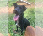Small #6 Collie-Labrador Retriever Mix