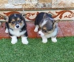 Small #1 Pembroke Welsh Corgi