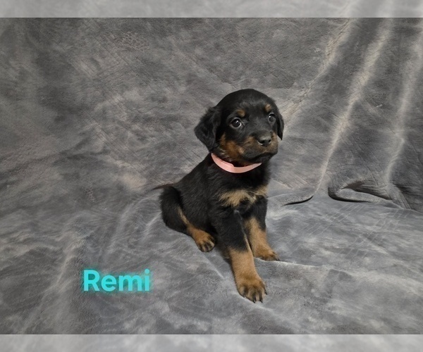 Medium Photo #6 Rottweiler Puppy For Sale in COTTLEVILLE, MO, USA