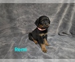 Small #5 Rottweiler