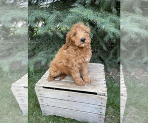 Goldendoodle (Miniature) Puppy for sale in MIDDLEBURY, IN, USA