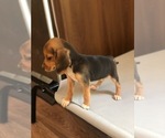 Small Photo #9 Beagle Puppy For Sale in SPENCER, TN, USA