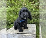 Small #3 Cocker Spaniel