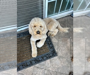 Father of the Labradoodle puppies born on 06/03/2023