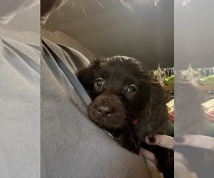 Boykin Spaniel Puppy for Sale in NEWBERRY, South Carolina USA