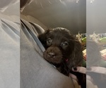 Small Boykin Spaniel