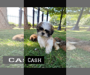 Shih Tzu Puppy for Sale in KENNEWICK, Washington USA