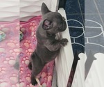 Small Photo #7 French Bulldog Puppy For Sale in FAYETTEVILLE, NC, USA