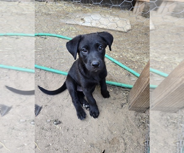 Medium Photo #1 Shepradors Puppy For Sale in WELLTON, AZ, USA