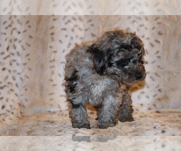 Medium Photo #13 Poodle (Toy) Puppy For Sale in DYERSBURG, TN, USA