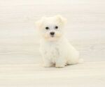 Small #3 Maltese