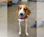 Small #1 Treeing Walker Coonhound Mix