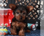 Small #3 Yorkshire Terrier