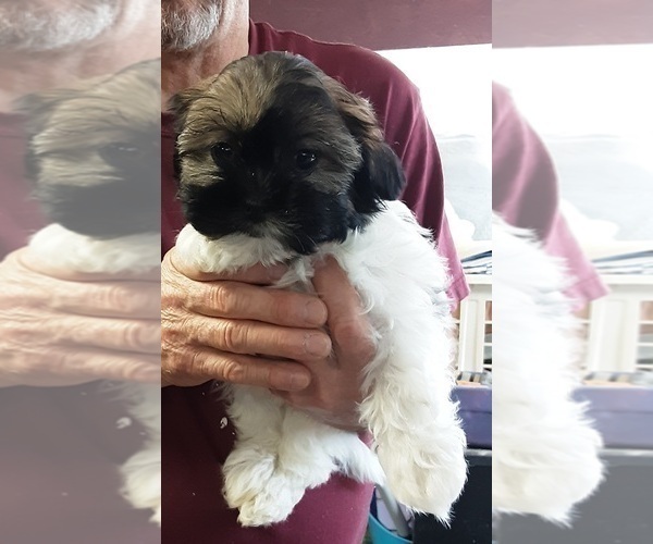 Medium Photo #1 Zuchon Puppy For Sale in SPRING GROVE, PA, USA