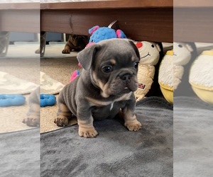 French Bulldog Puppy for Sale in LOS ANGELES, California USA