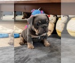 Image preview for Ad Listing. Nickname: French Bulldog