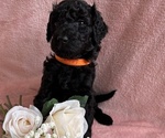 Puppy Princess Poodle (Standard)