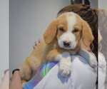 Small #4 Golden Shepherd