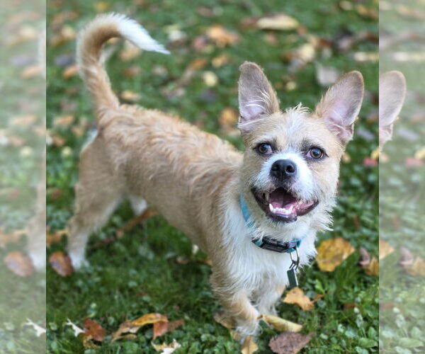 Medium Photo #3 Cairn Terrier-Unknown Mix Puppy For Sale in Clarkston, MI, USA