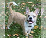 Small #2 Cairn Terrier Mix