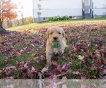 Small Photo #1 Golden Retriever Puppy For Sale in HOLMESVILLE, OH, USA