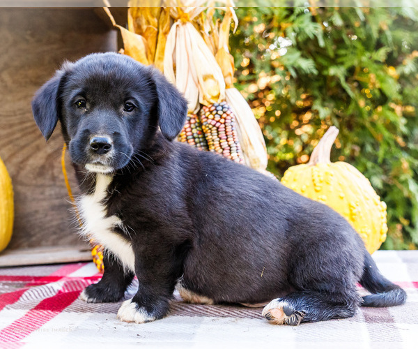 Medium Photo #1 Golden Retriever-Pembroke Welsh Corgi Mix Puppy For Sale in WAKARUSA, IN, USA
