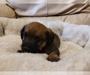 Jack-A-Poo Puppy for sale in SILER CITY, NC, USA