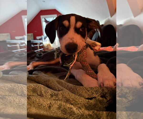 Medium Photo #18 Siberian Husky-Unknown Mix Puppy For Sale in Holly Springs, NC, USA