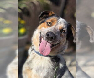 Mutt Dogs for adoption in Garden City, NY, USA