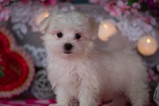 Maltese Puppy for sale in KENT, OH, USA